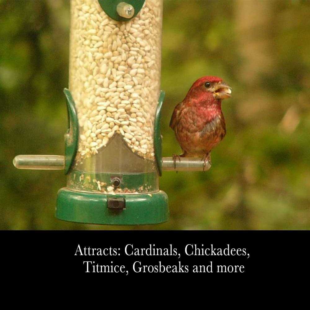 Safflower Seeds Wild Bird Food W231157