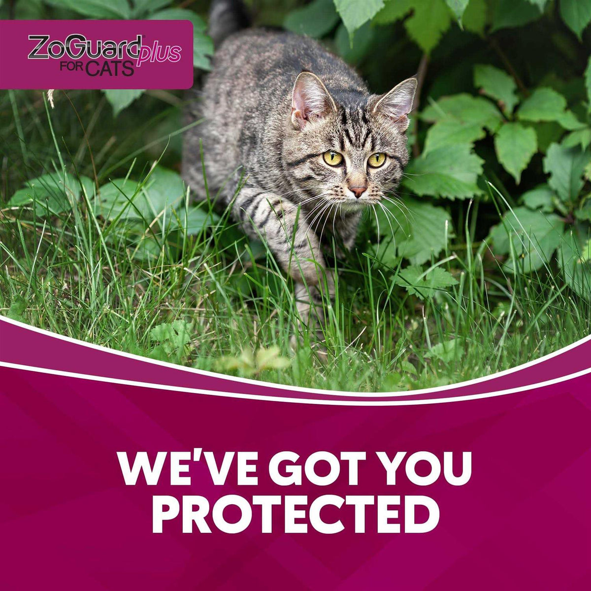 Cat Pet Supplies E533409