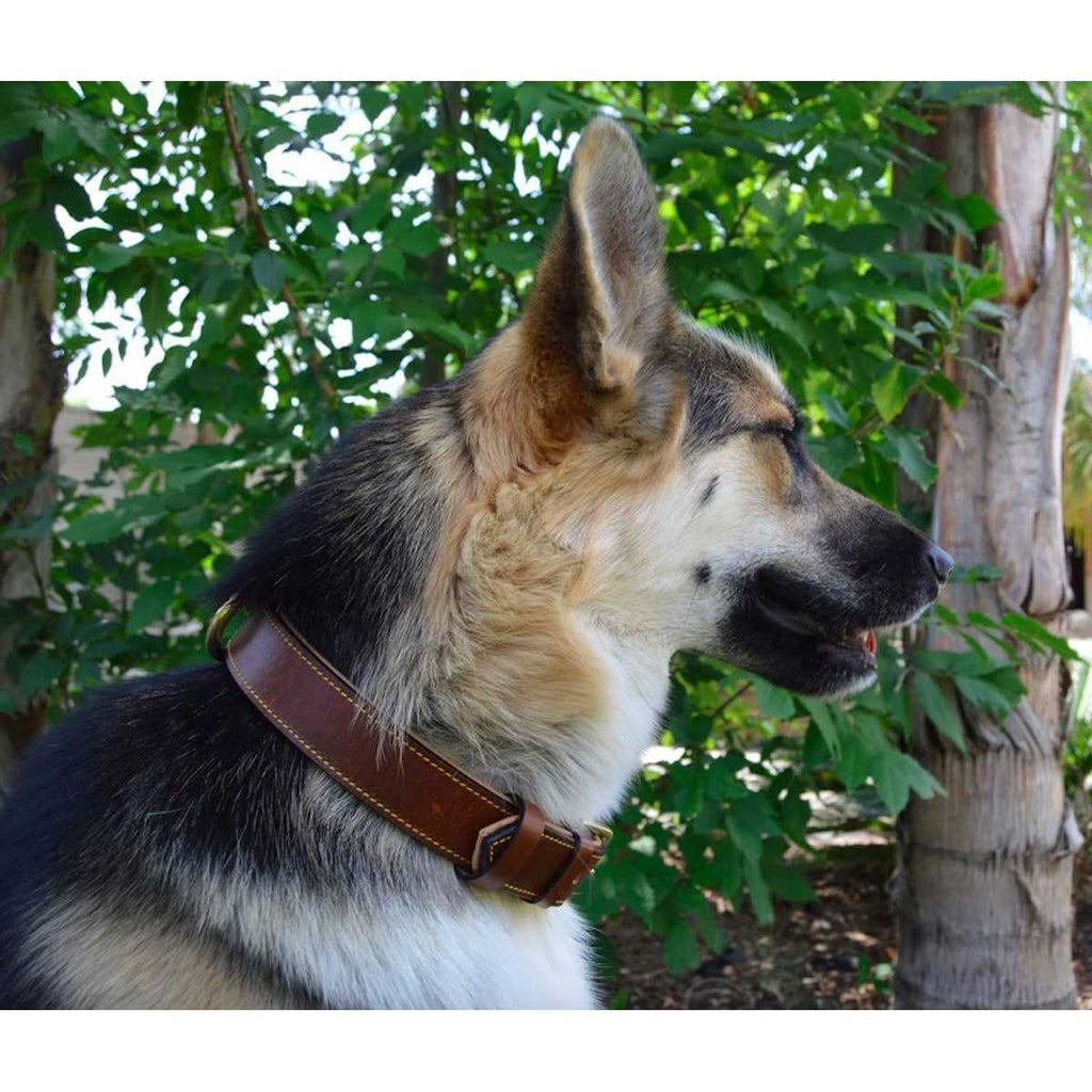 Leather Padded Dog Collar G762176