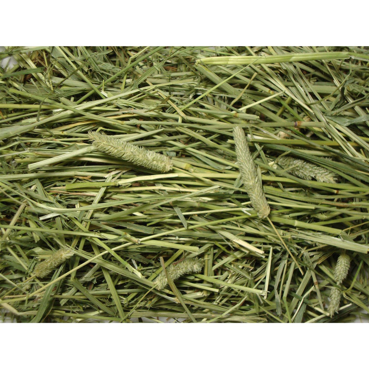 Natural Timothy Hay Q281952