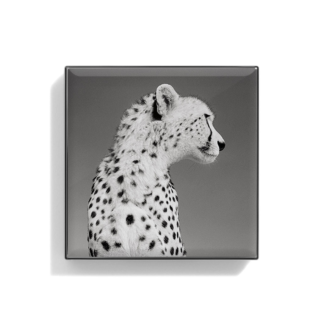 Zebra Luminescent Eye Shade B17503