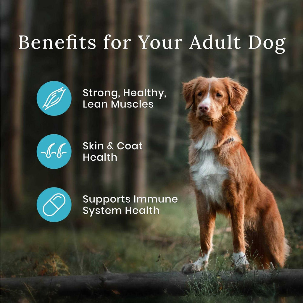 Dog Food Q5973