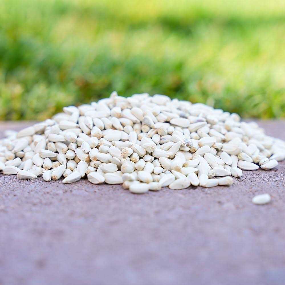 Safflower Seeds Wild Bird Food W231157