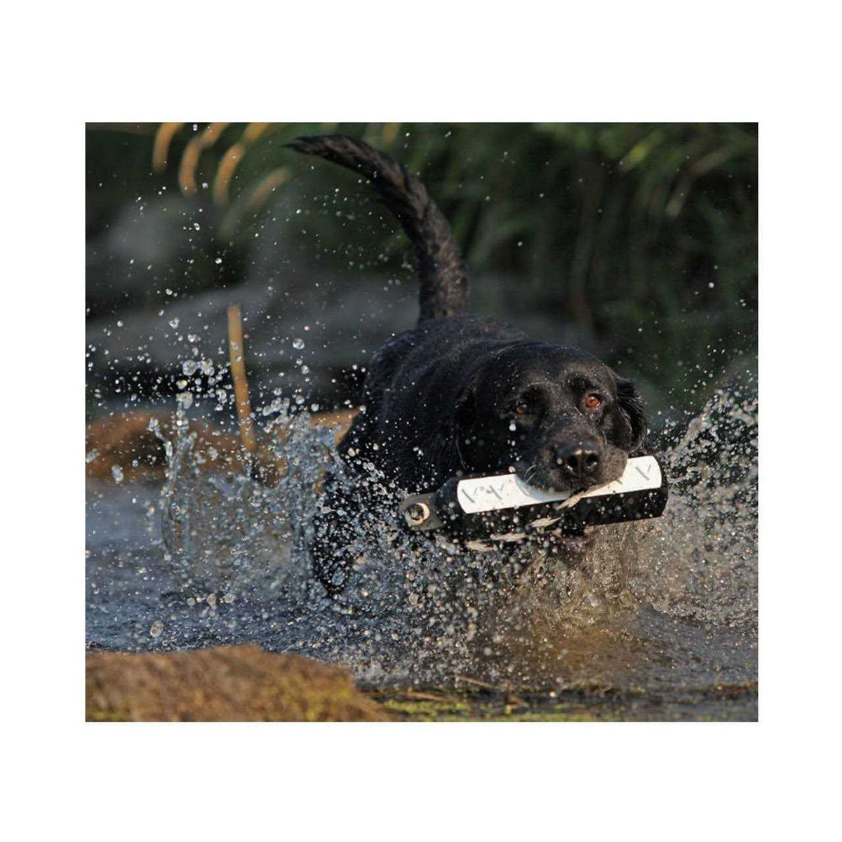 Pet Supplies K353