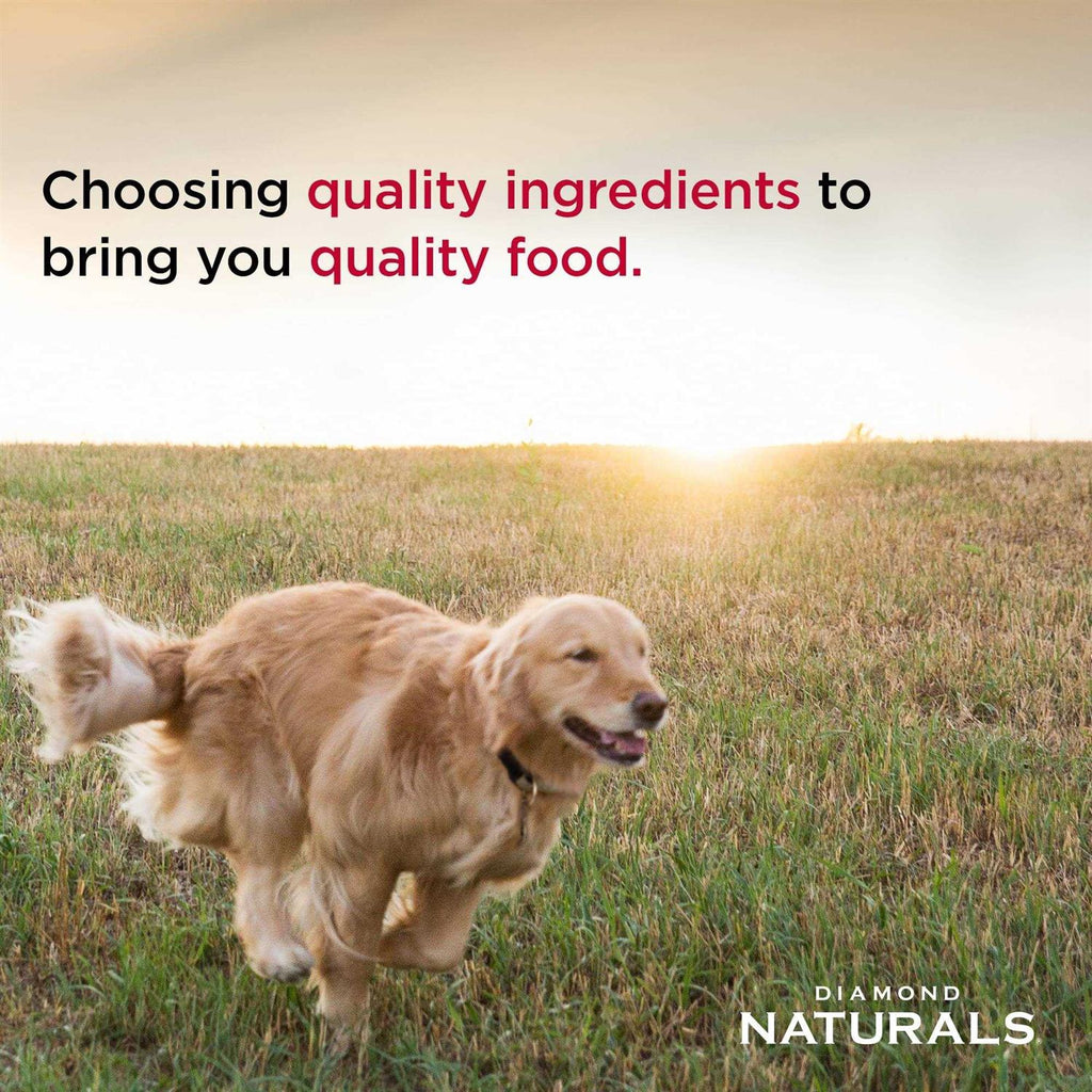Small Breed Adult Lamb & Rice Dry Dog Food P910